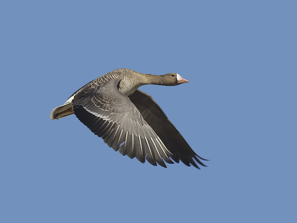 Tundrahanhi, Greater White-fronted Goose, Anser albifrons